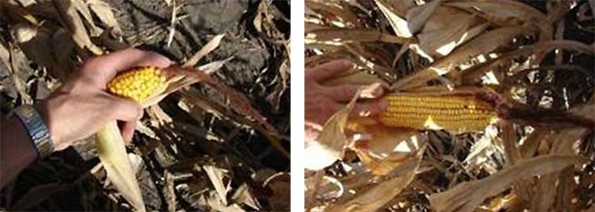 Comparaison d’un maïs atrophié lié à une compaction excessive du sol par rapport à un maïs robuste