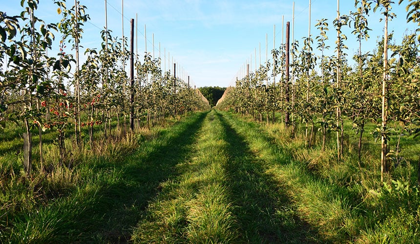compaction du sol = Limiter le trafic et les passages