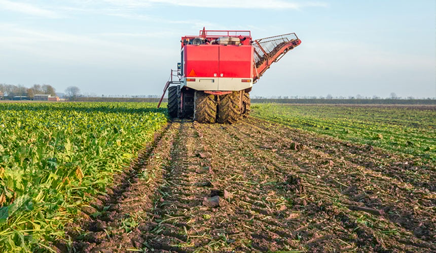 Une récolte de betteraves avec des pneus larges pour limiter la compaction