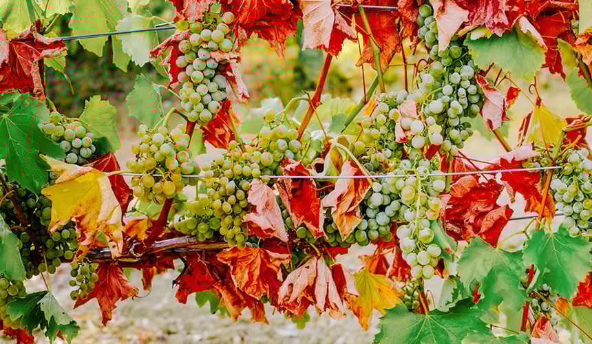 Dégradation de la vigne en raison d’un manque d’eau