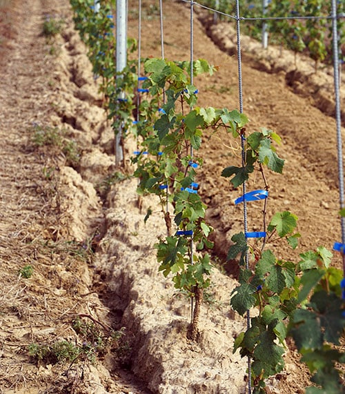 Érosion des vignes liée au ruissellement
