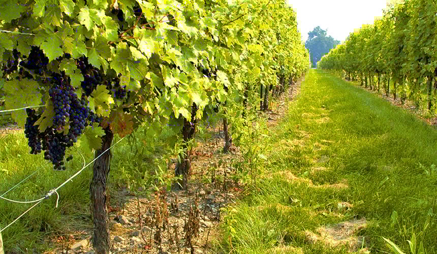 Des pneus vigne adaptés préservent le sol et le rendement de vos vignes