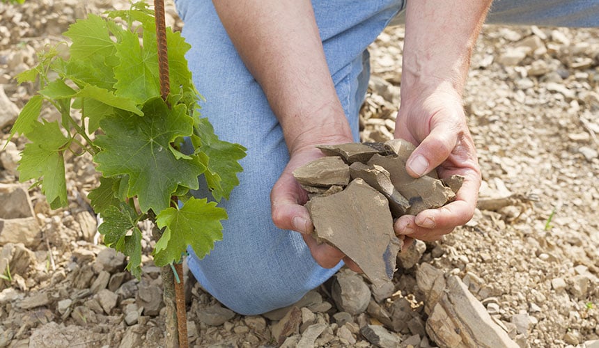 Sol des vignes riche en schistes, agressifs pour les pneus de tracteur standards