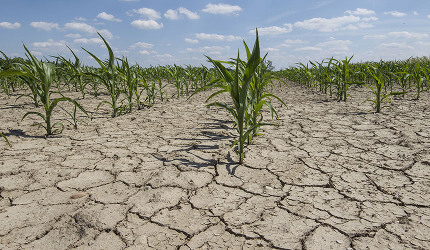 Les terres argileuses durcissent et se fissurent en période sèche