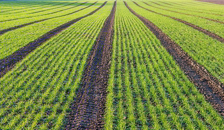 Pertes de rendements liées à l’utilisation de pneus agricoles classiques