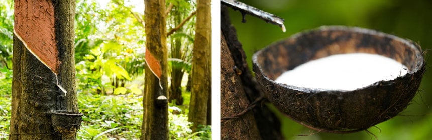 Récolte du latex pour la production de caoutchouc naturel