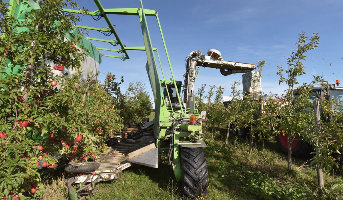 Récolte de pomme mécanisée